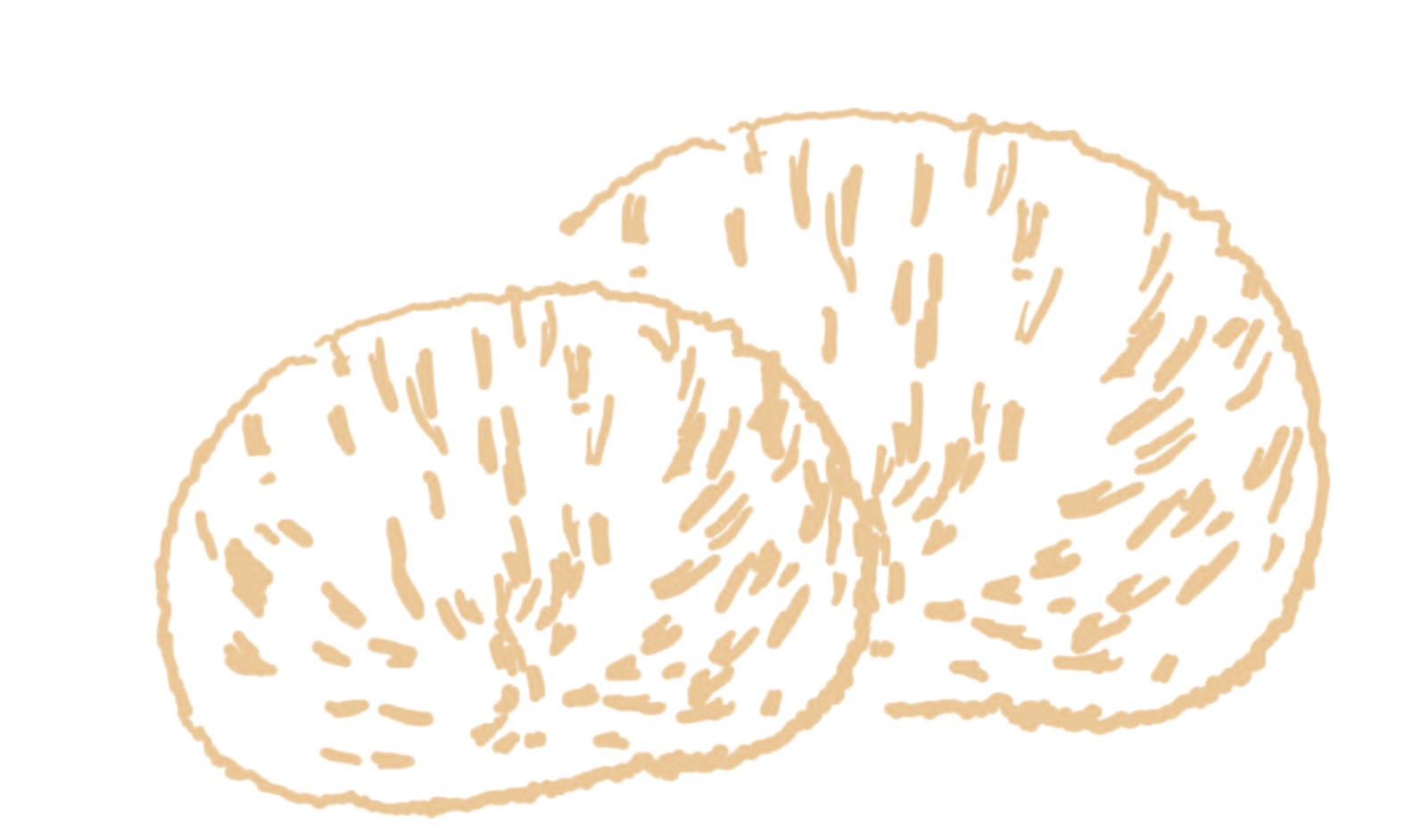 Lion's Mane Illustration